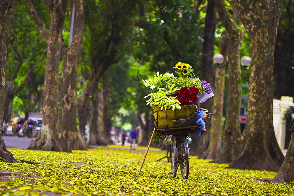 Фотография автора Tuan Guitare