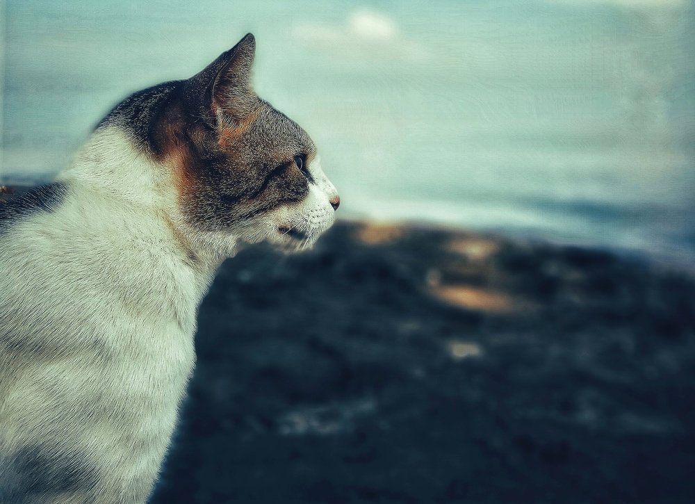 Photograph by Junryhle Adem