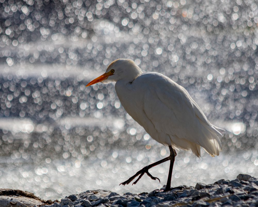 Photograph by Vishnu Rajagopalan