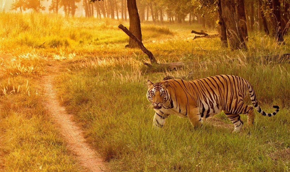 Tiger in the golden light