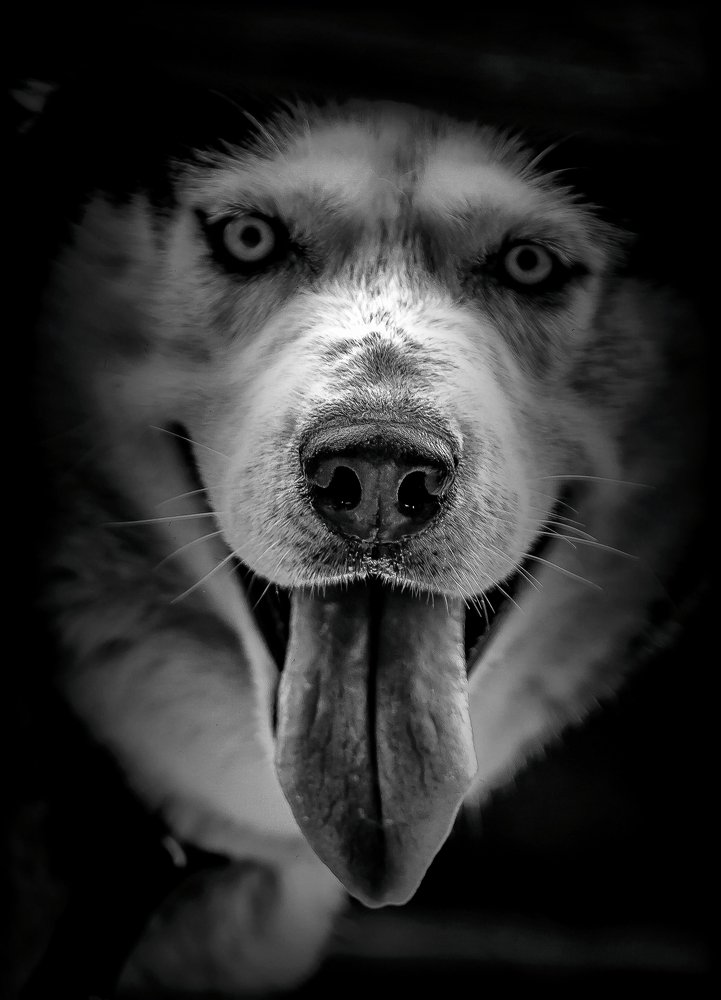Husky love in black and white