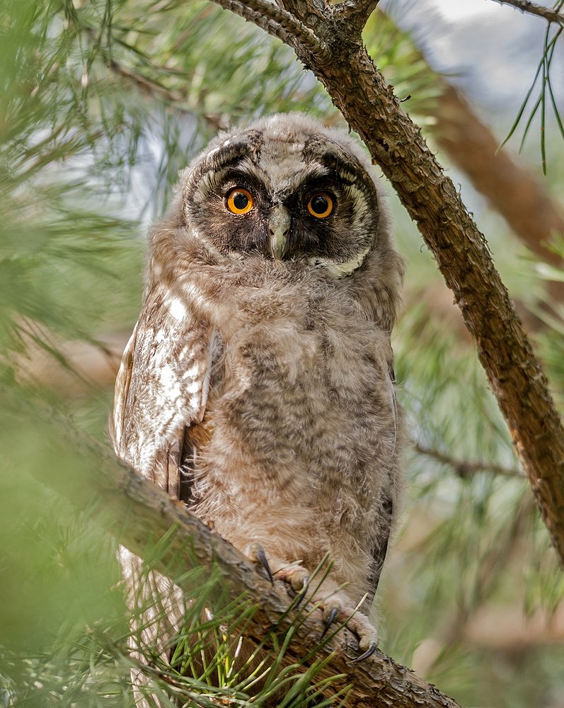 Любопытный ушастый птенец...