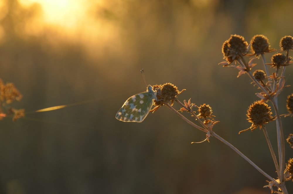 Photograph by Ольга Айдагулова