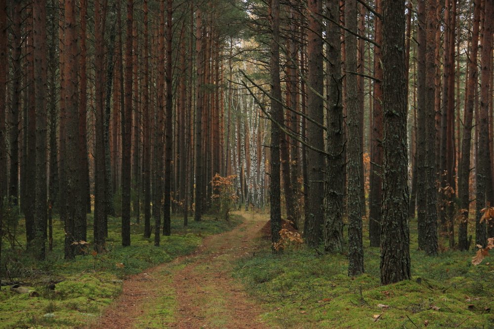 волшебный лес