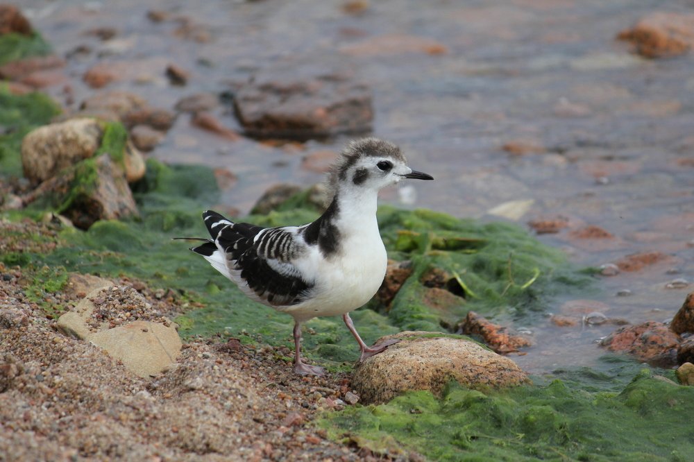 Птенец Малой чайки