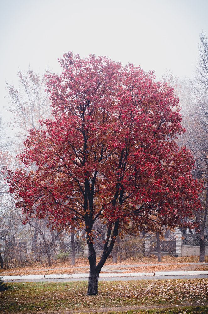 Photograph by Ксения Пашунеску