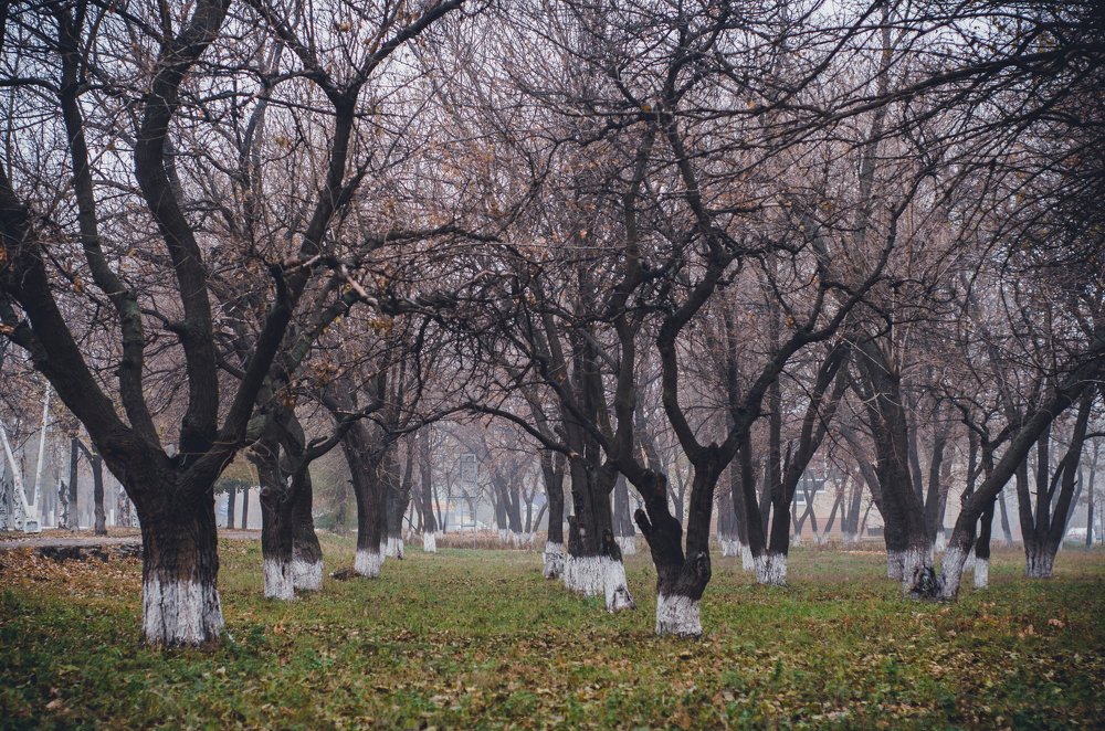 Photograph by Ксения Пашунеску