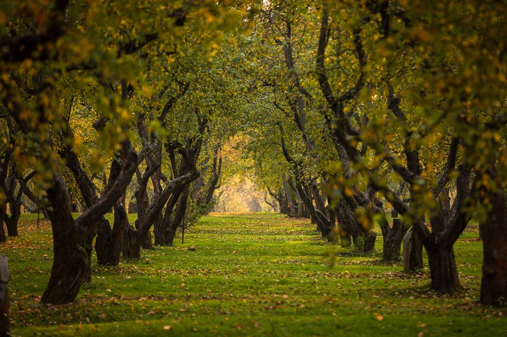 Photograph by Ростислав Красноперов