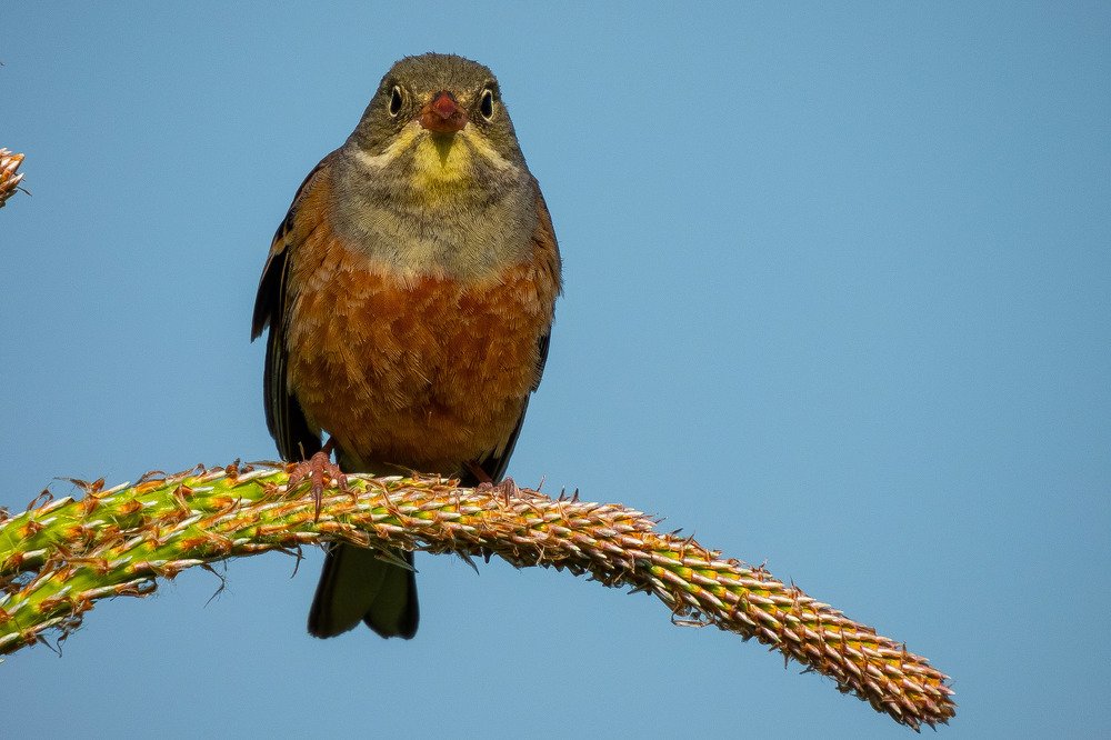 Садовая овсянка