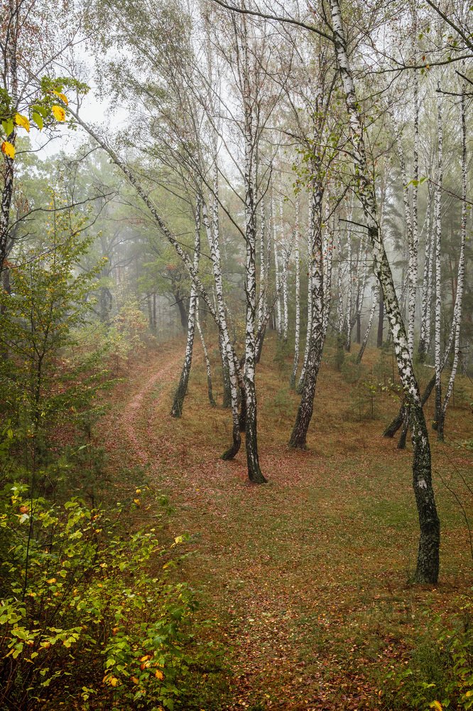 Осторожная поступь осени.