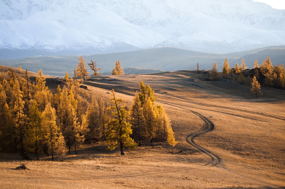 Золото Алтая