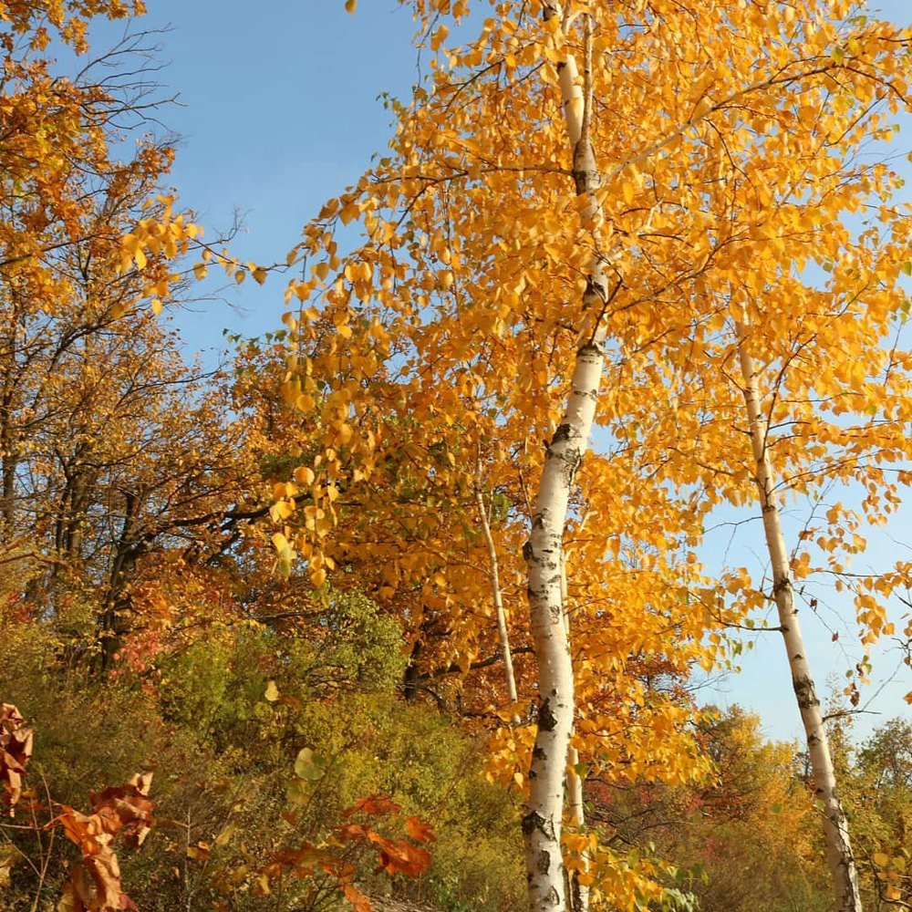 Photograph by Наталья Шкатова