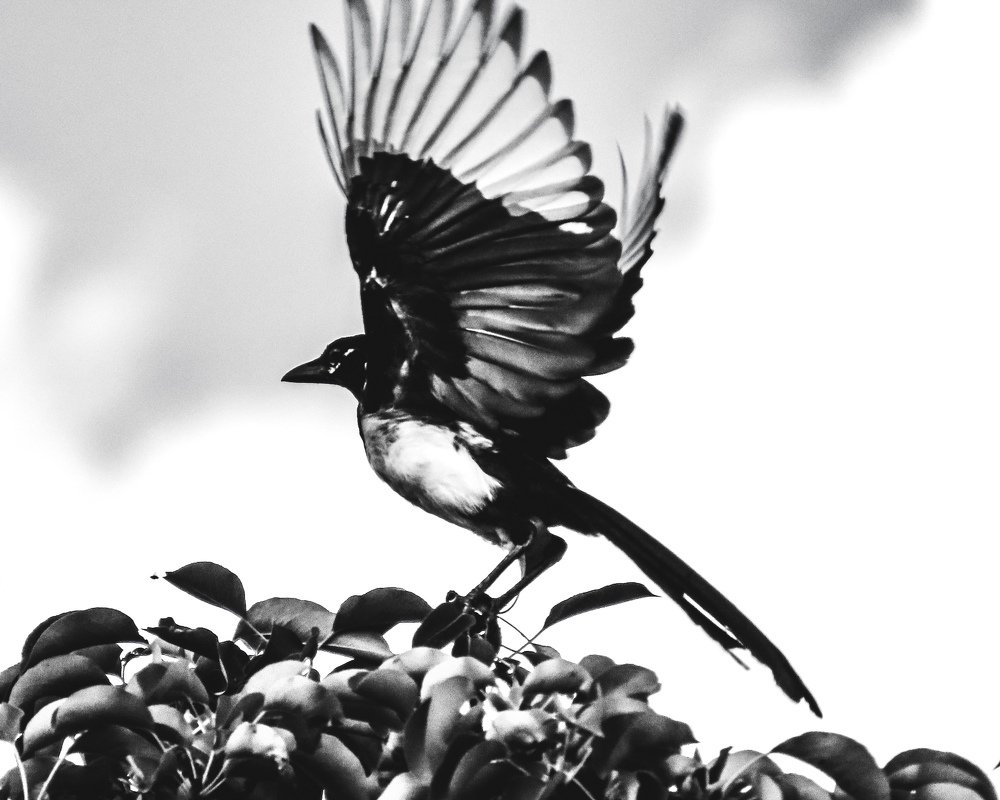 Photograph by Юлия Ключик