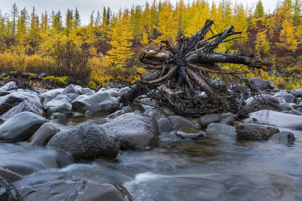 Осенние метаморфозы тундры