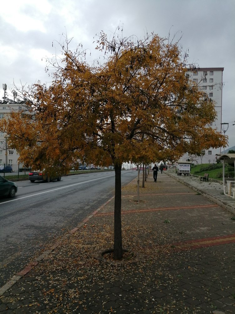 Фотография автора Bahaaddin Saber