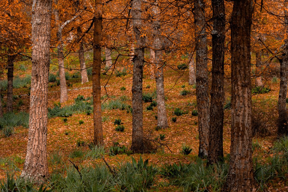 Photograph by sadouni zaki