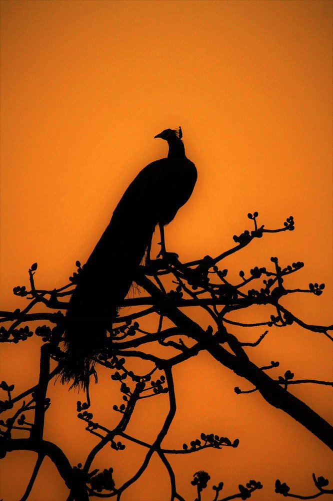 Photograph by Nirmalya Chakraborty