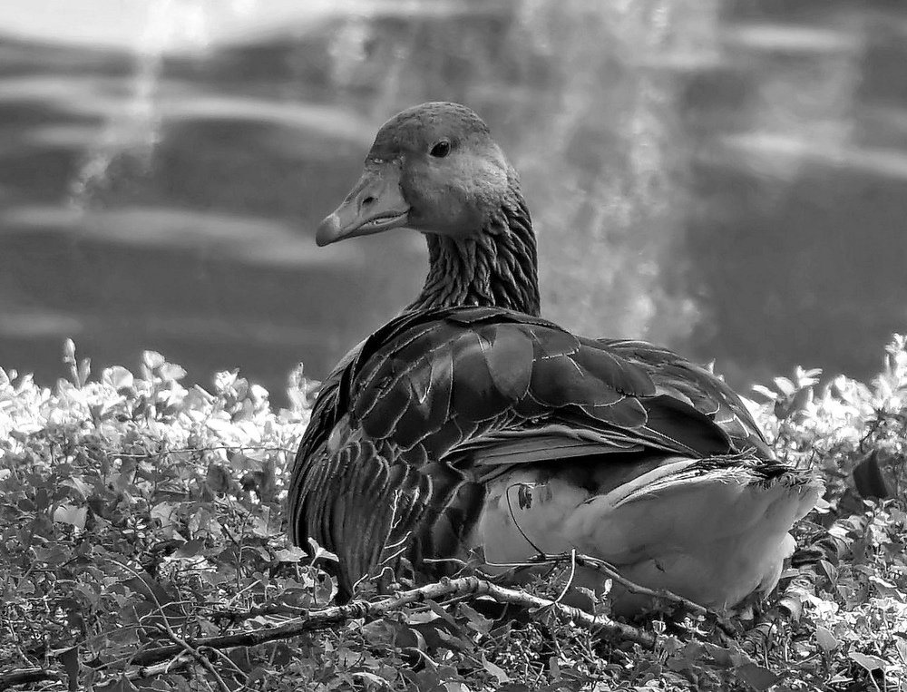 Фотография автора Валентина Гундарева