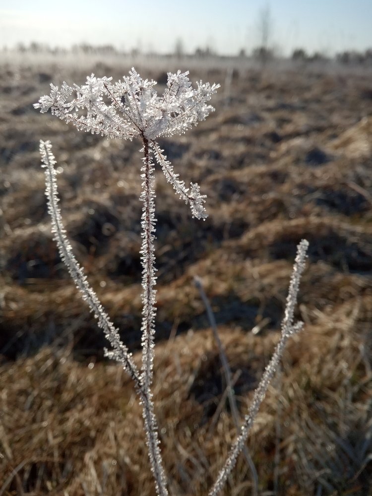 Photograph by Любовь Шаврина