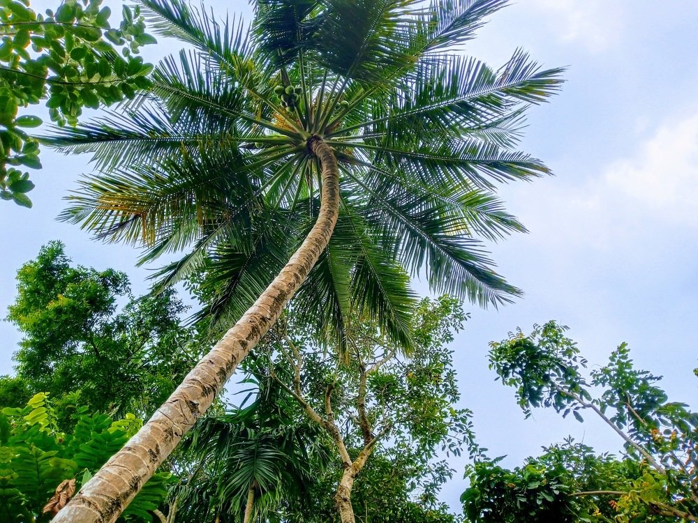 Green INDIA