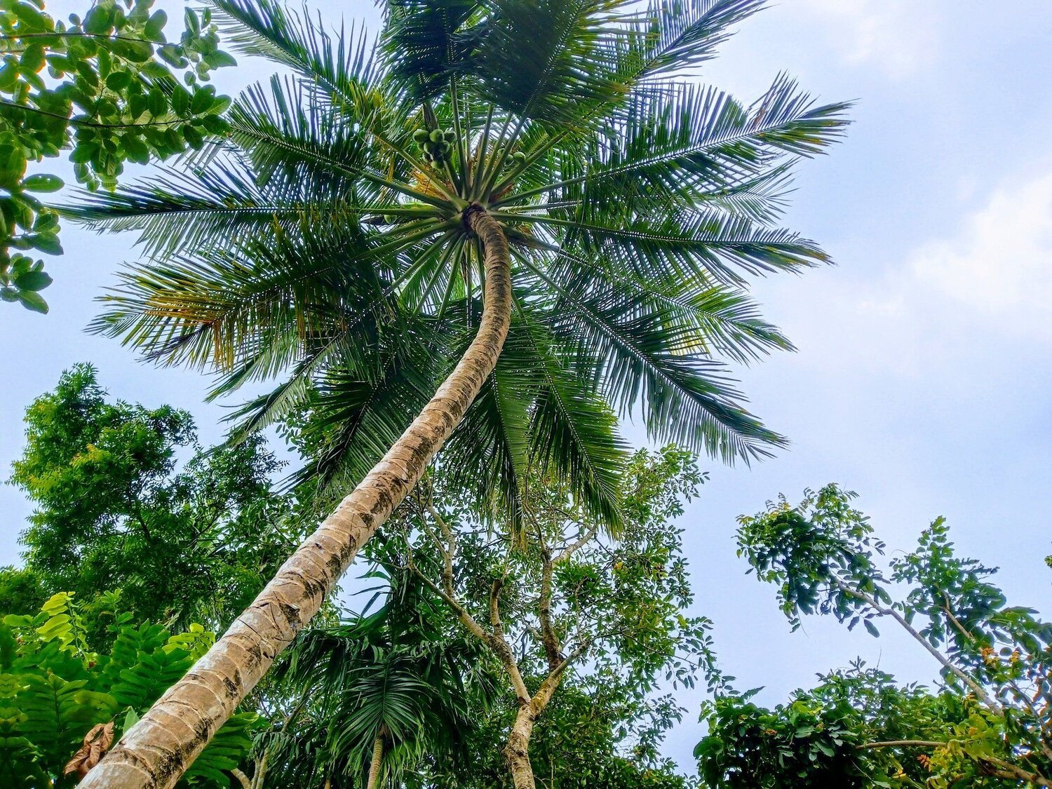 Green INDIA