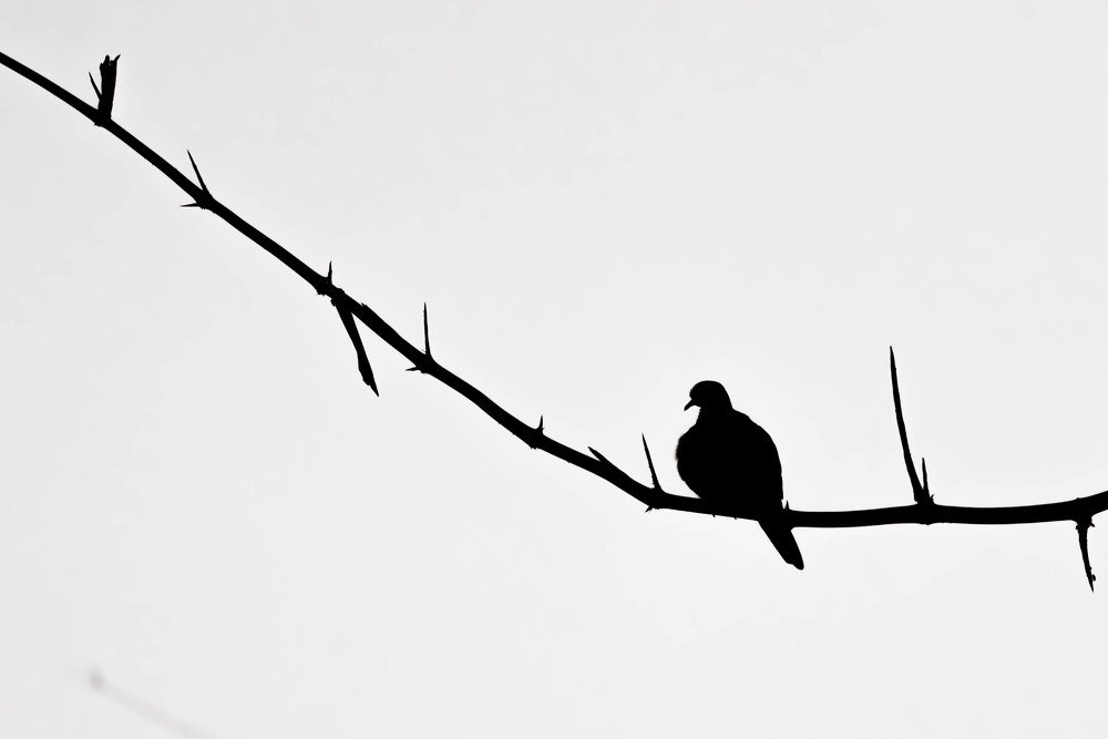 Photograph by Pinak Paul