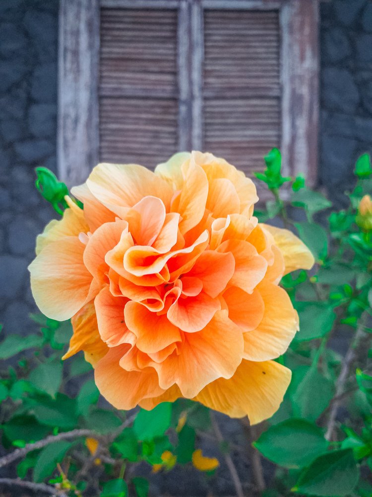 Photograph by Kevin Pimentel