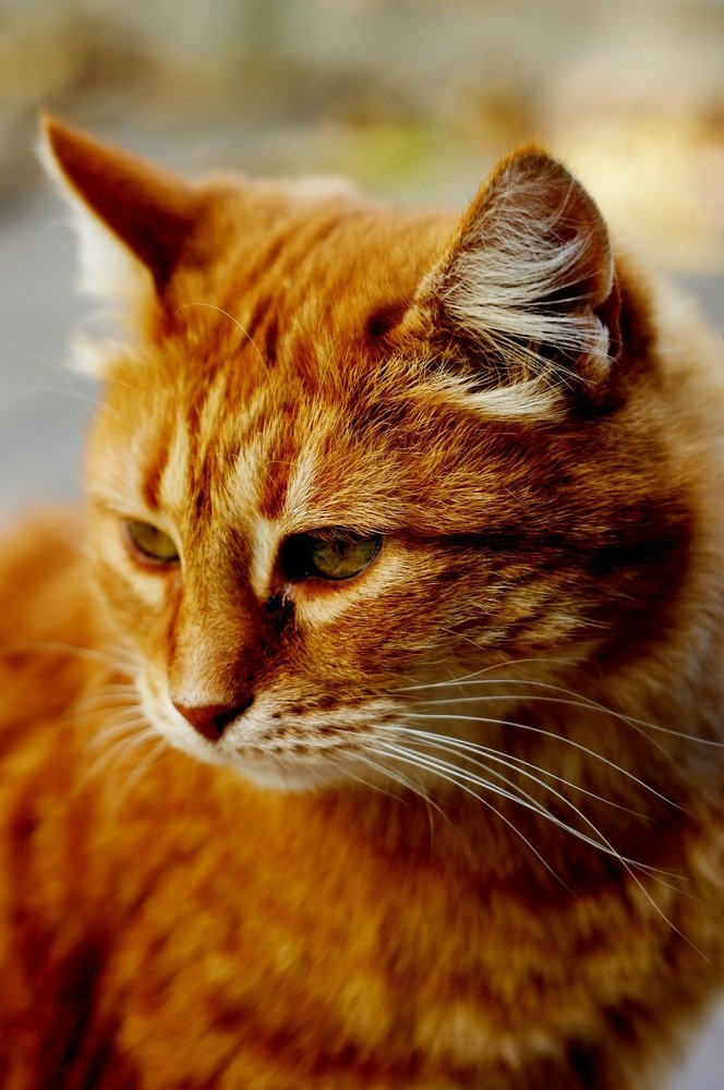 Photograph by Евгений Бригиневич - Снежин