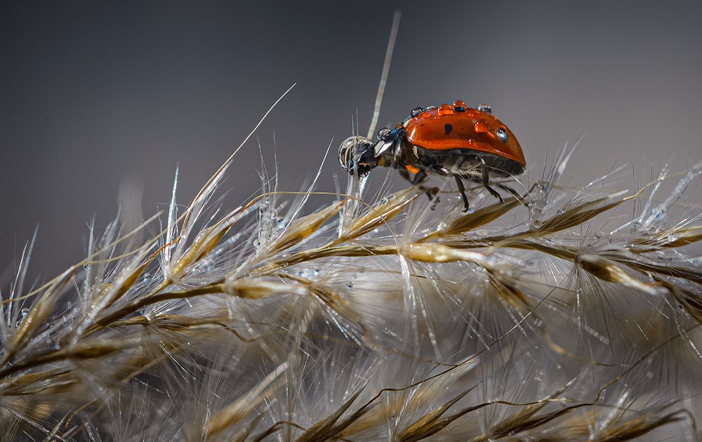 Пузырь Башка