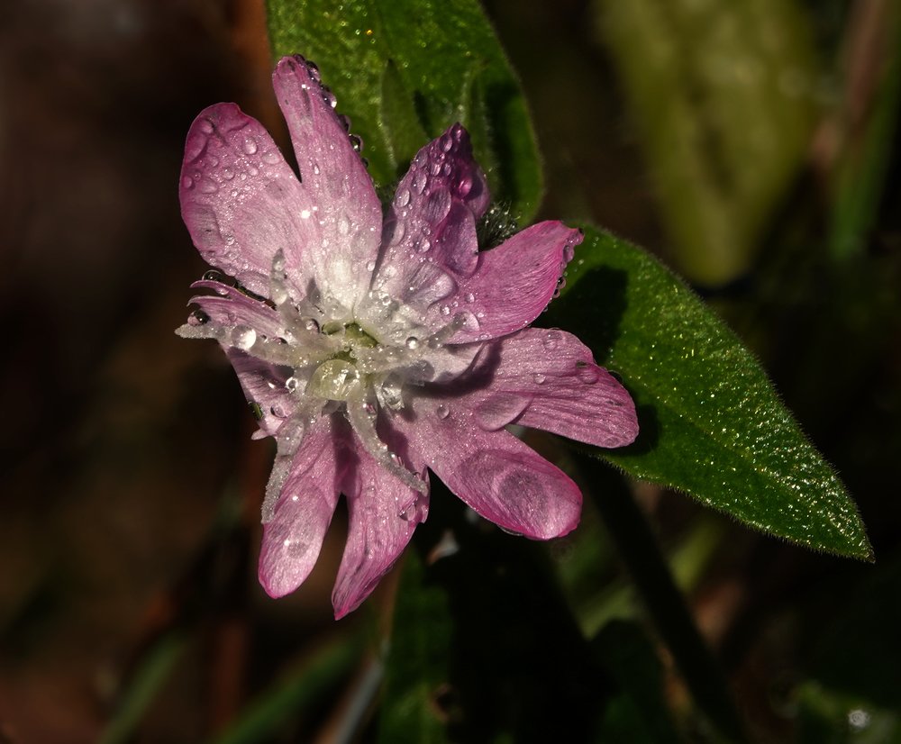 Never to forget Pink Campion