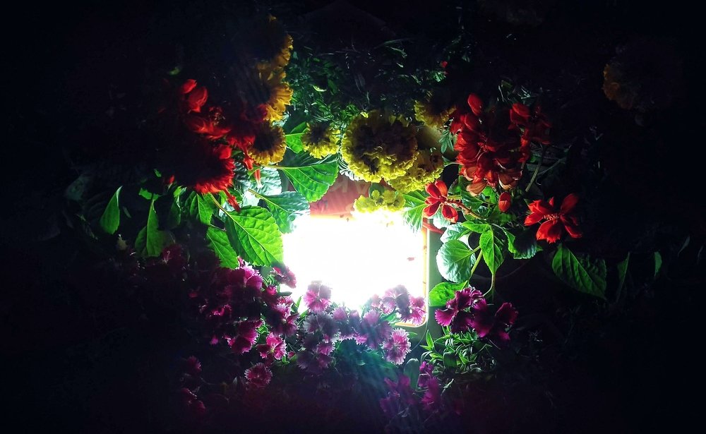 Light of the flowers