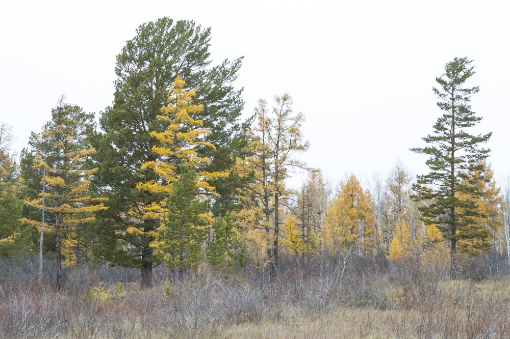 Фотография автора Светлана Барнадаева