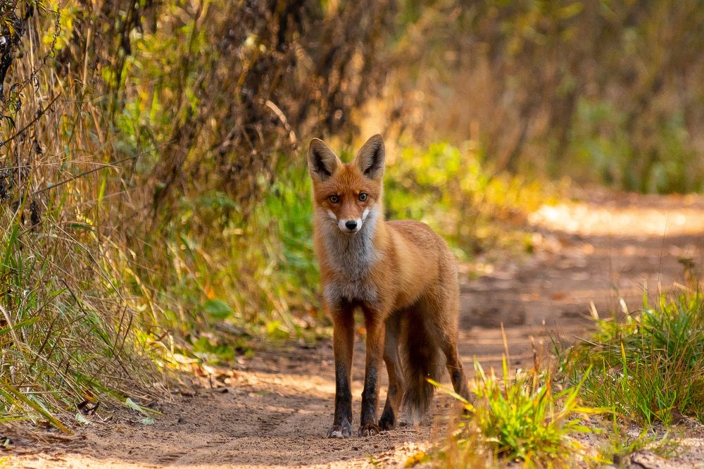 А колобок где?