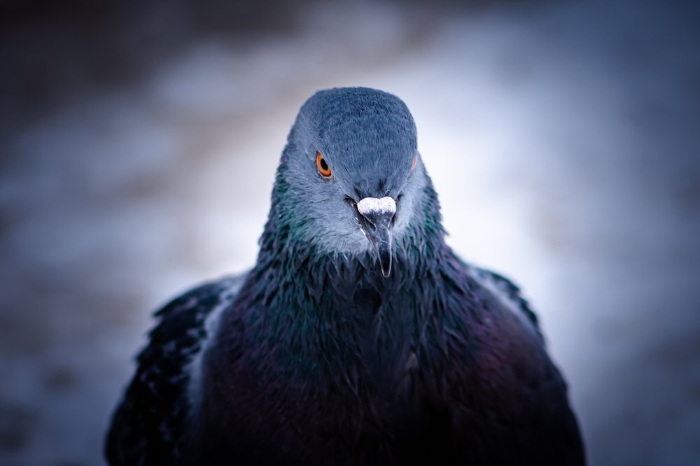 Photograph by Vitali Mikhailiuk