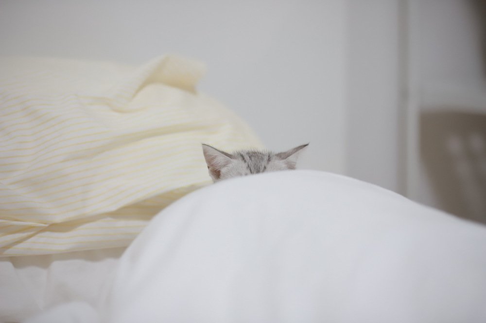 Photograph by Krid Karnsomdee