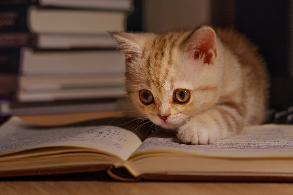 Photograph by Оксана Шарабанова