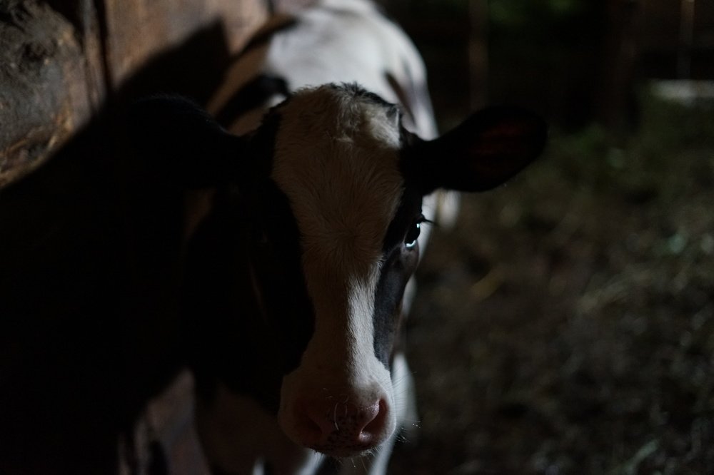 Photograph by Марина Варанкина