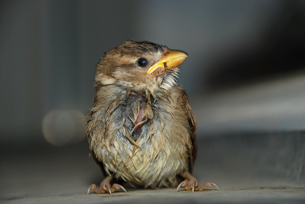 Photograph by Gordana Nikolovska-Dimeska