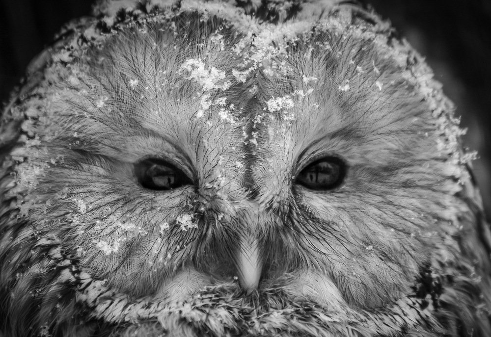 Photograph by Sergey Sokolovsky