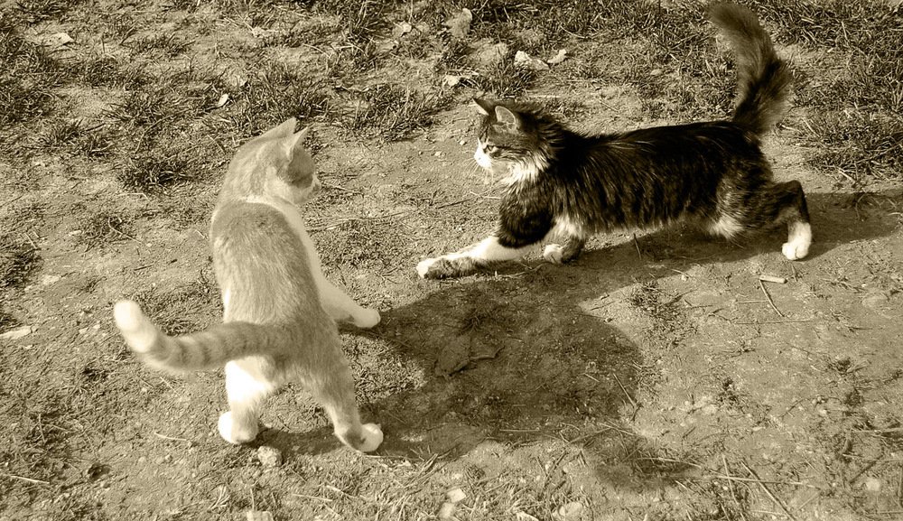 Photograph by Gordana Nikolovska-Dimeska