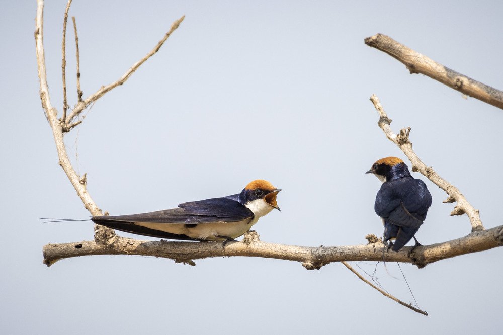 Фотография автора Ashir Kumar