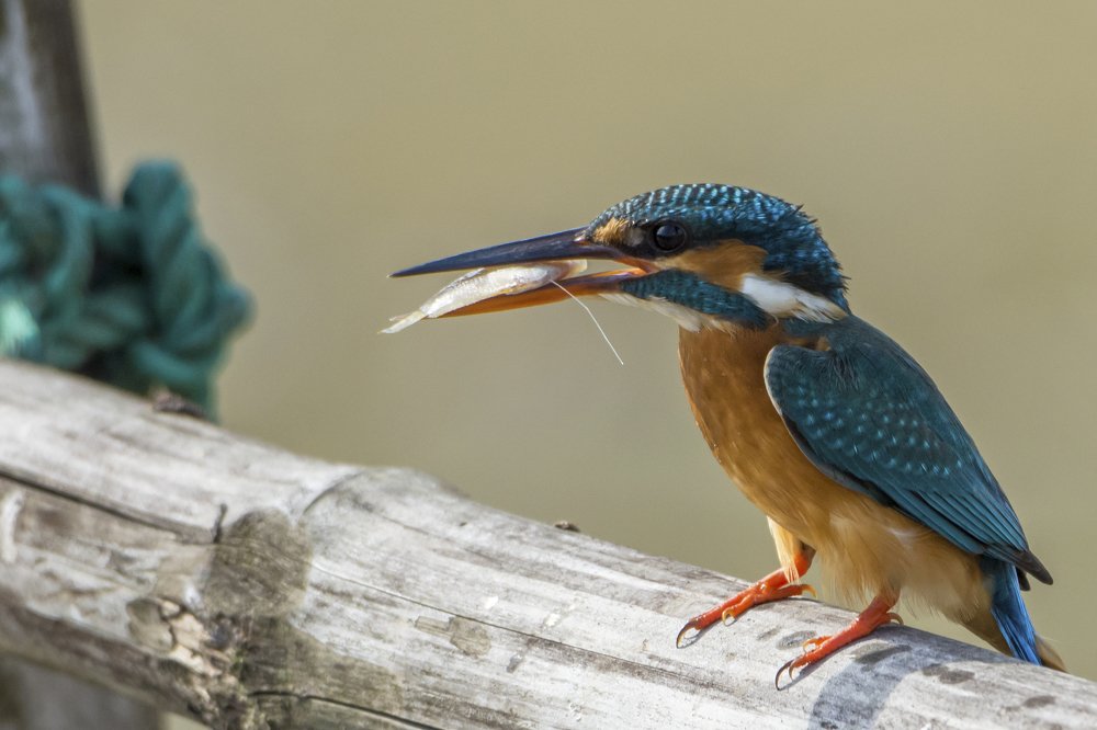 Photograph by Pinak Paul