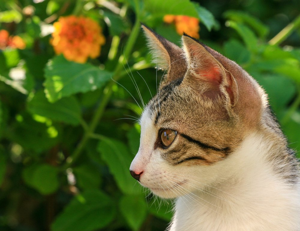 Фотография автора Sergey Sokolovsky