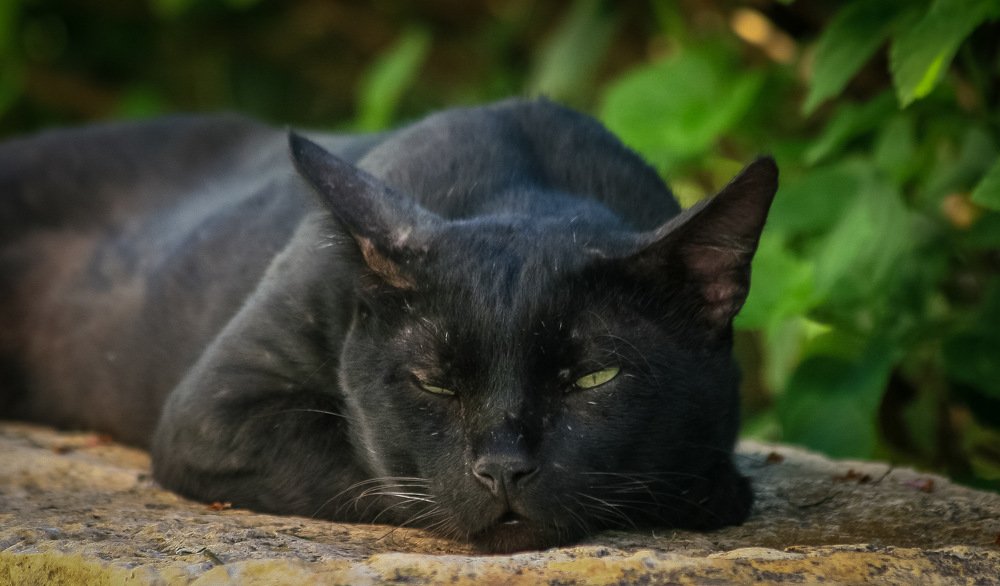 Фотография автора Sergey Sokolovsky