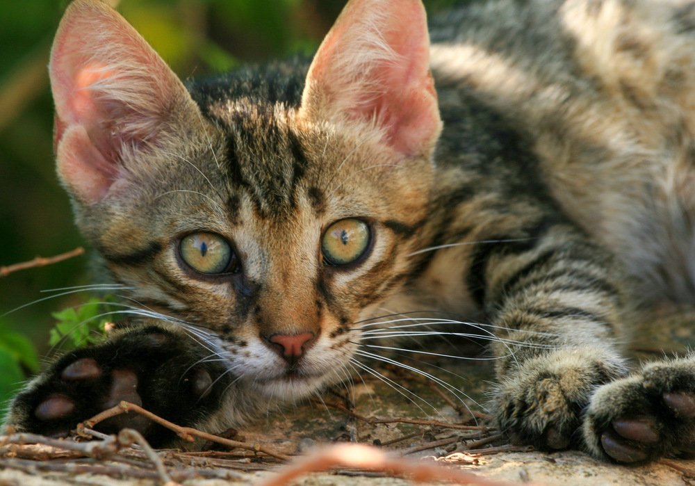 Фотография автора Sergey Sokolovsky