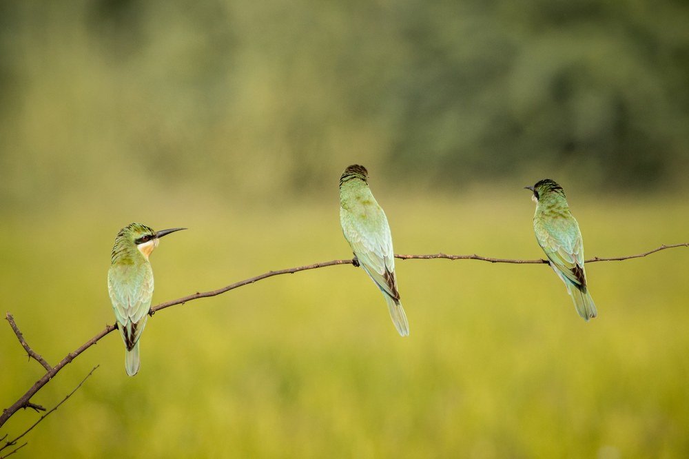 Фотография автора Ashir Kumar