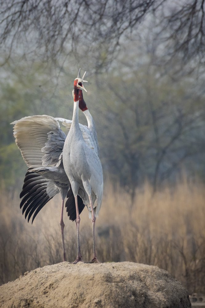 Фотография автора Ashir Kumar