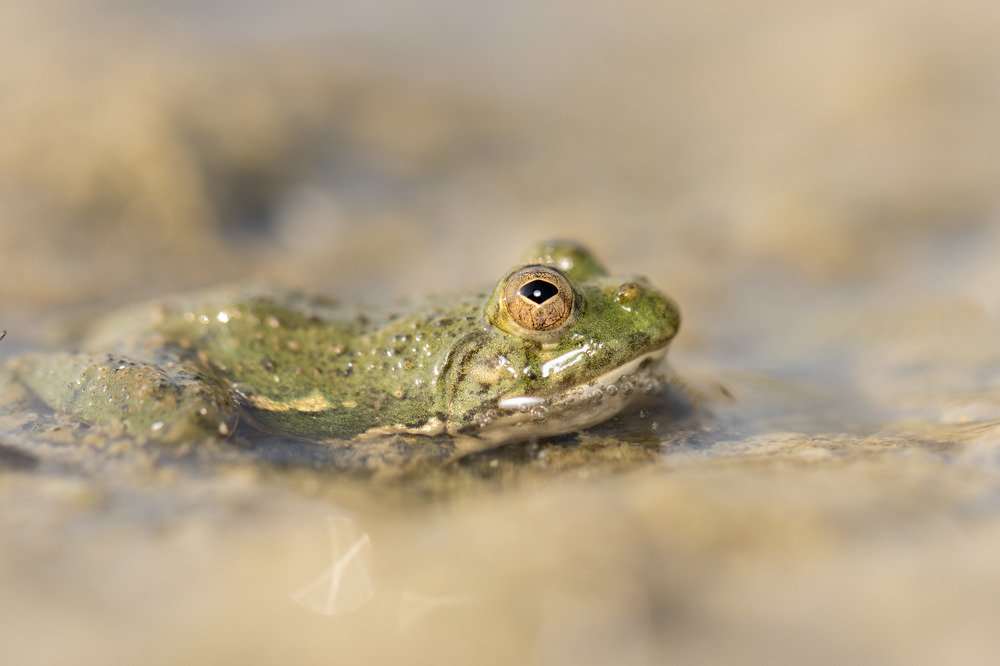 Toad camouflaged