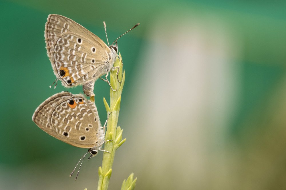 Фотография автора Ashir Kumar