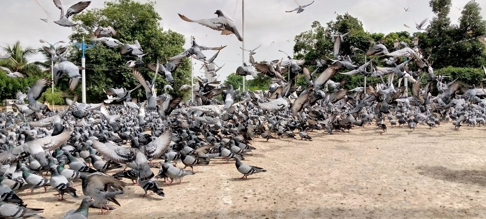 Wild pigeons